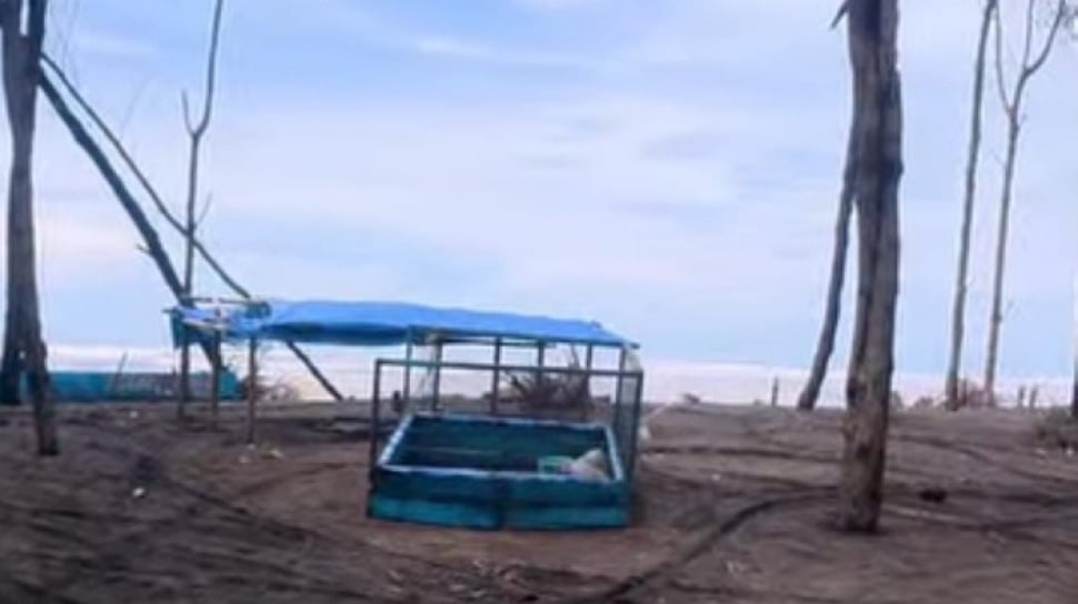 Mengapa Warga Pesisir Cilacap Tidak Pernah Sakit Gigi? Rahasia dari Ikan Laut & Tanaman Hidup